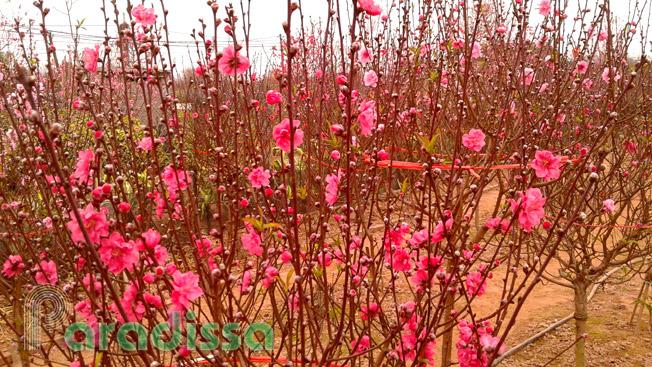 Peach blossoms for Lunar New Year (Tet) Celebration in Hanoi