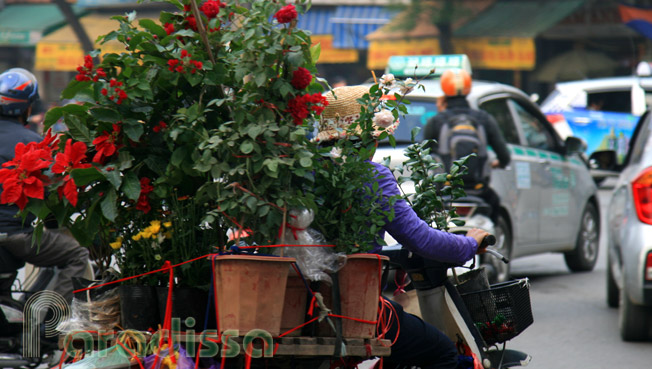 A bonsai vendor