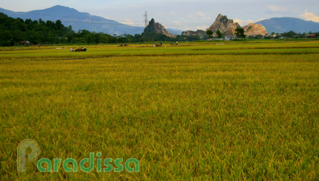 Rice fields outside of Hanoi