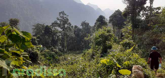 A trekking trail through the forest at the Hang Kia Valley in Mai Chau District, Hoa Binh Province