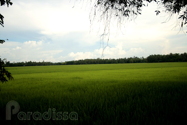 Rice fields outside of Rach Gia City