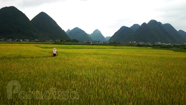 A farmer in the rice field at Bac Son