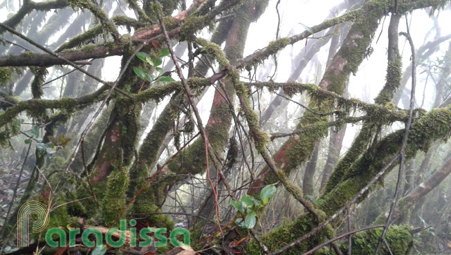 Trees with mosses on the trunk near the summit of Bach Moc Luong Tu