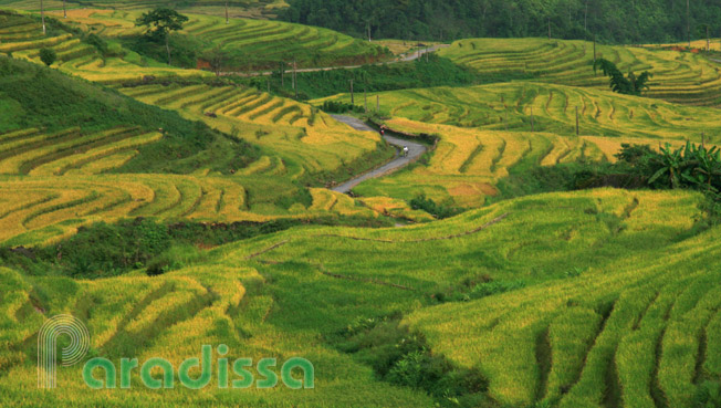 Golden rice terraces at Den Sang, Bat Xat
