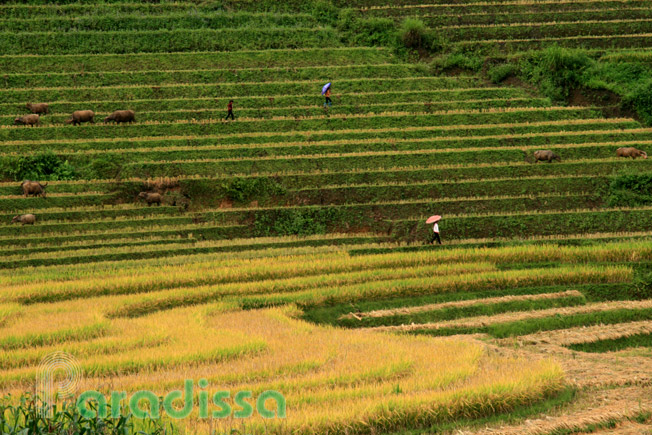 Rice terraces at Den Sang