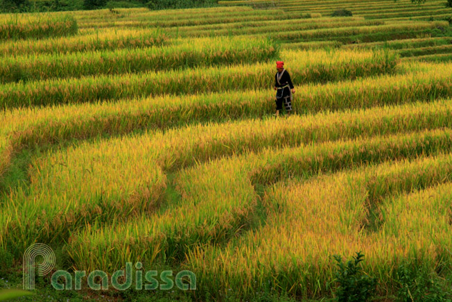 A Red Dao lady tending golden rice terraces