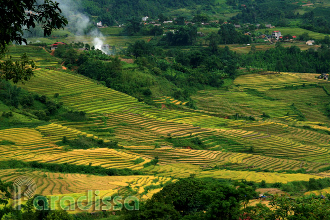 A scenic mountain slope decorated by golden rice terraces