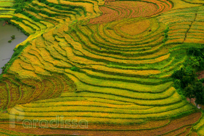 A gorgeous patch of terraced rice fiels at Muong Hum