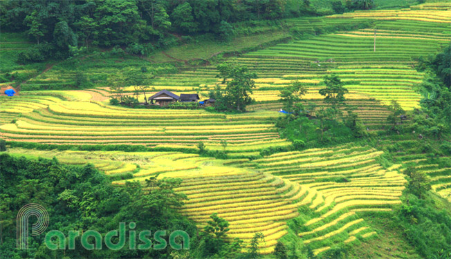 A house in idyllic rice terraces at Muong Hum