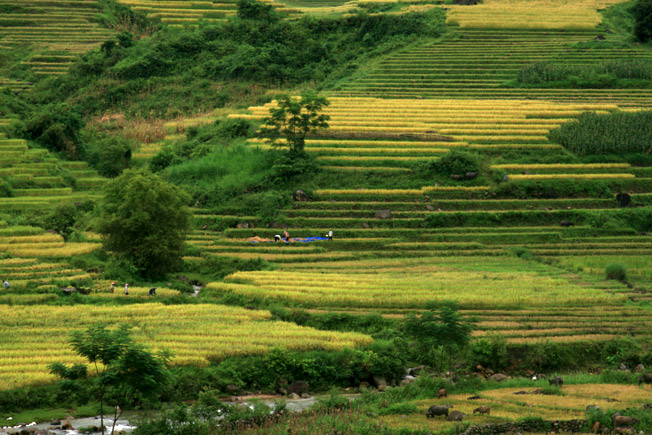 Farmers harvesting rice at Muong Hum
