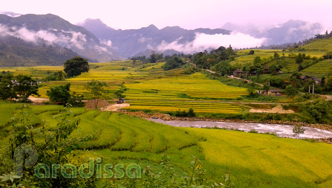 Golden rice at Muong Hum, Bat Xat