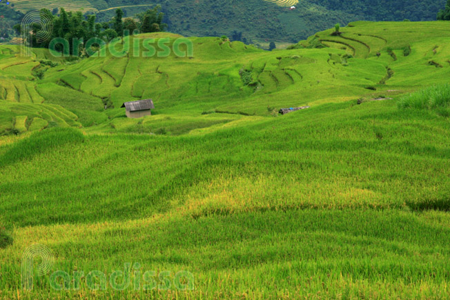 Smooth rice terraces at Ngai Thau