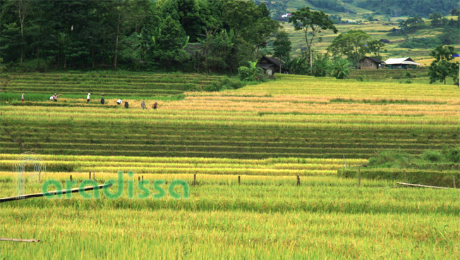 Rice terraces on a mountain slope awash with golden colors