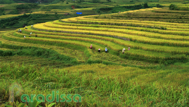 Farmers harvesting on a scenic mountain slope
