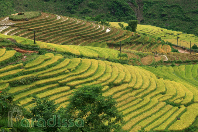 Scenic rice terraces at Sang Ma Sao