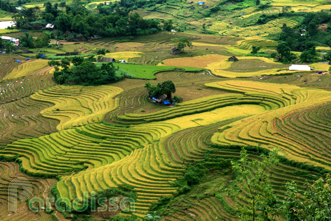 A colorful brocade of rice