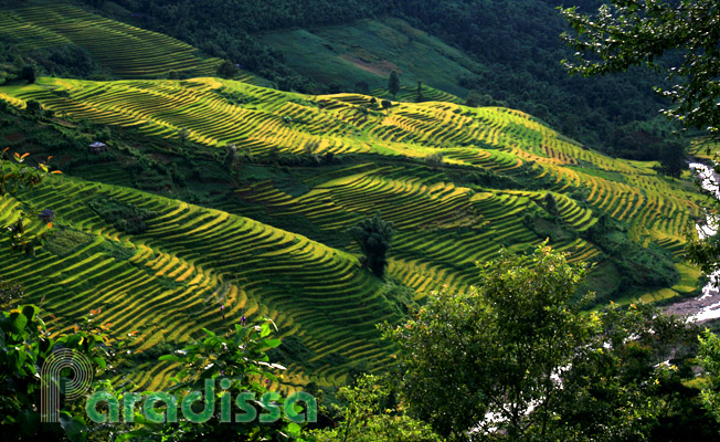 Glowing rice terraces at the The Pa Valley at Y Ty