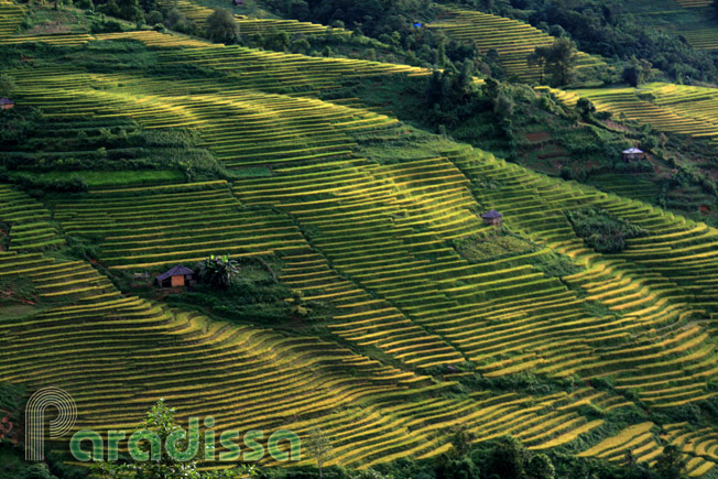 A hillside with hypnotizing rice terraces
