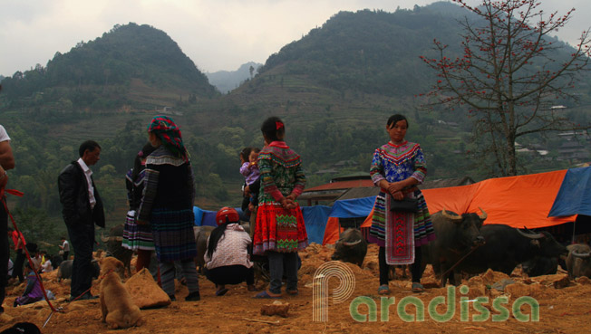 Hmong ladies selling puppies at Can Cau Market