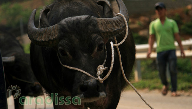 A water buffalo on the way to the Can Cau Market in Si Ma Cai District, Lao Cai Province