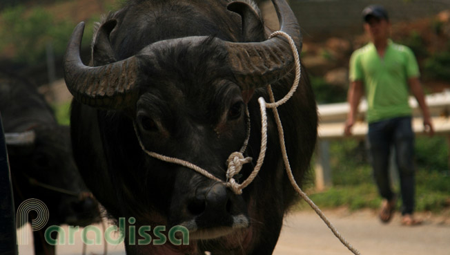 A water buffalo on the way to the Can Cau Market in Si Ma Cai District, Lao Cai Province