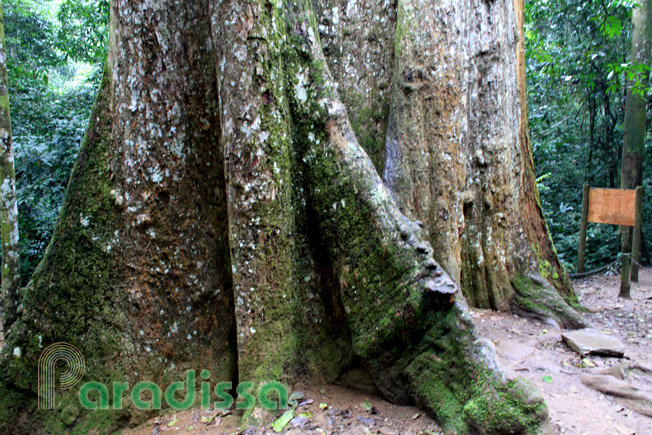 The One-thousand-year-old Cho Chi Tree