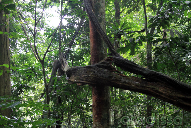 Des lianes au parc national de Cuc Phuong, Ninh Binh