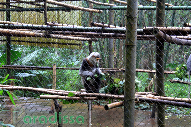 A gray-shanked langur at the Cuc Phuong National Park in Ninh Binh Province