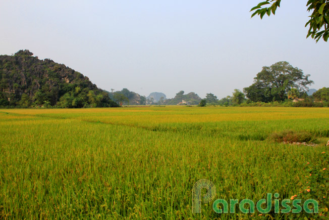 Rice fields at Tam Coc, Ninh Binh