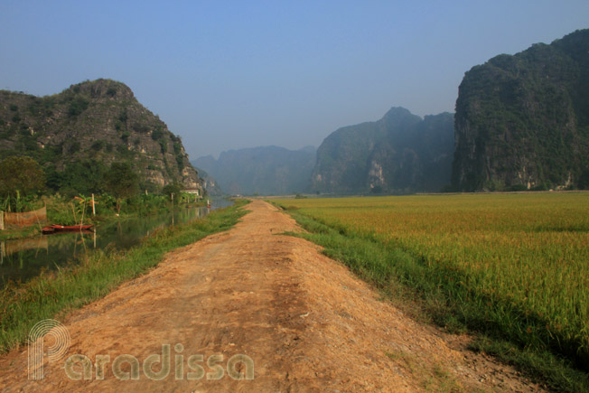 Golden rice fields at Tam Coc Ninh Binh