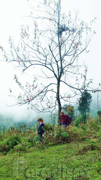 Scenery on the trek in Sapa