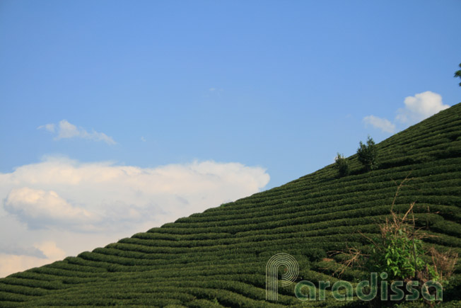 Tea plantations at Moc Chau