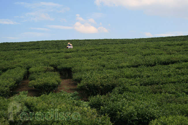 Ladies picking tea leaves at Moc Chau