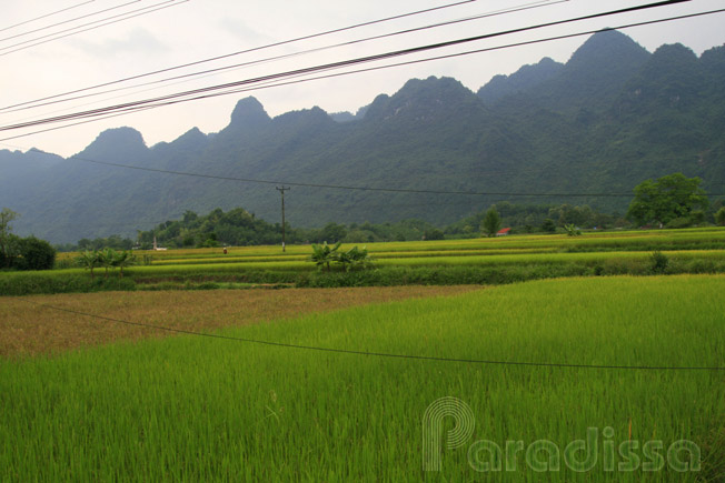 Rice fields at Vo Nhai, Thai Nguyen