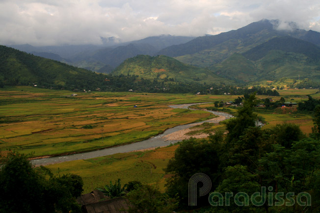 The scenic Tu Le Valley with golden rice terraces