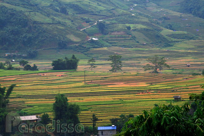 Tu Le Valley in Yen Bai Province, Vietnam