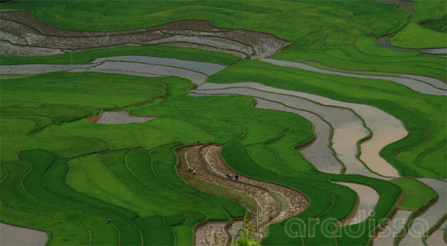 Fluid lines of rice terraces at the Tu Le - Cao Pha Valley in Yen Bai Province