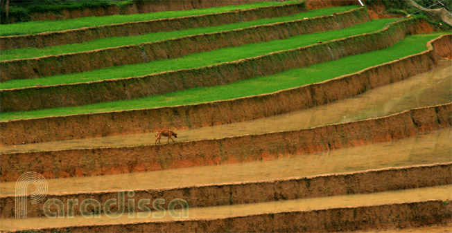Rice-planting season at Mu Cang Chai