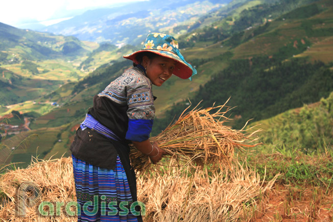 A Hmong lady collecting rice