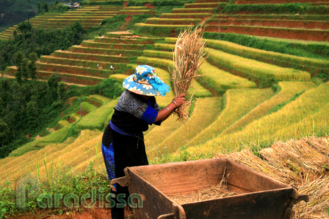 Beating the rice grains loose from the stalks