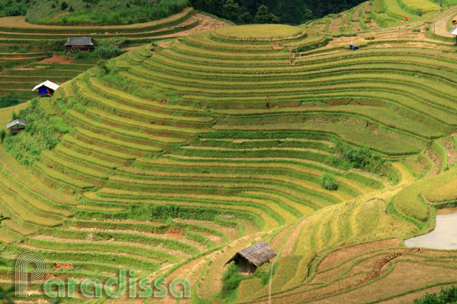Rice terraces at Mu Cang Chai, Yen Bai, Vietnam