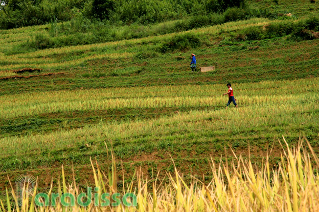 Rice terraces high in the mountains