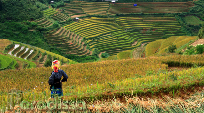 A Hmong lady amid golden rice terraces at Mu Cang Chai