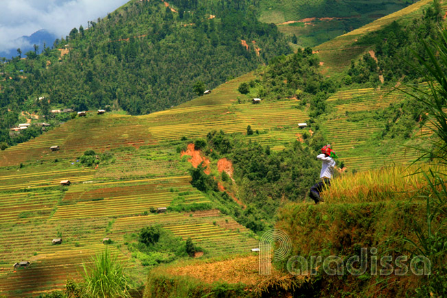 Havesting rice at Mu Cang Chai