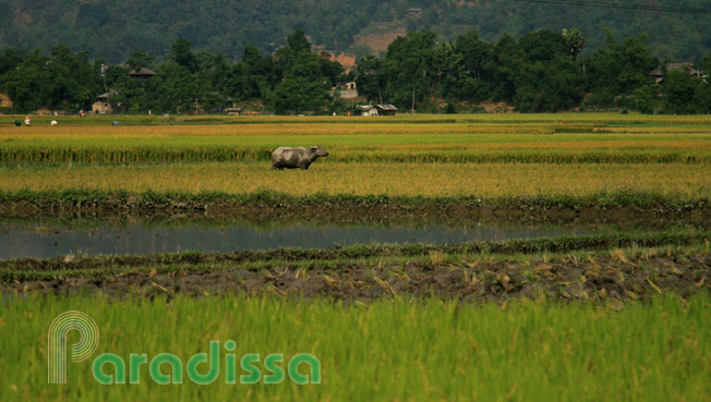 A buffalo amid stubbly fields at the Muong Lo Valley, Nghia Lo, Yen Bai Province Vietnam