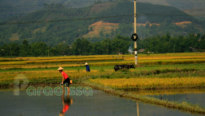 Local Thai people working in the golden fields at Muong Lo
