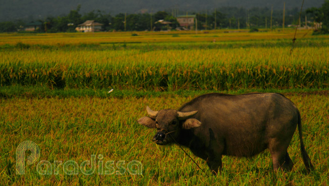 Buffalo at Muong Lo Valley