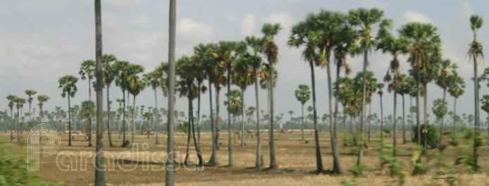 Sugar palm trees