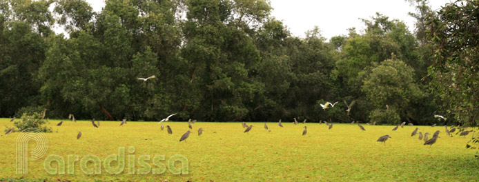 Tra Su Nature Reserve, An Giang