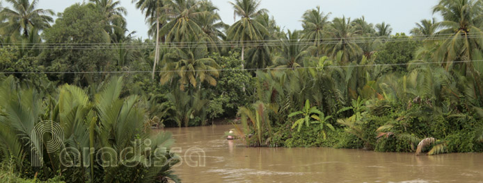 forêt de cocotiers à My Tho et Ben Tre